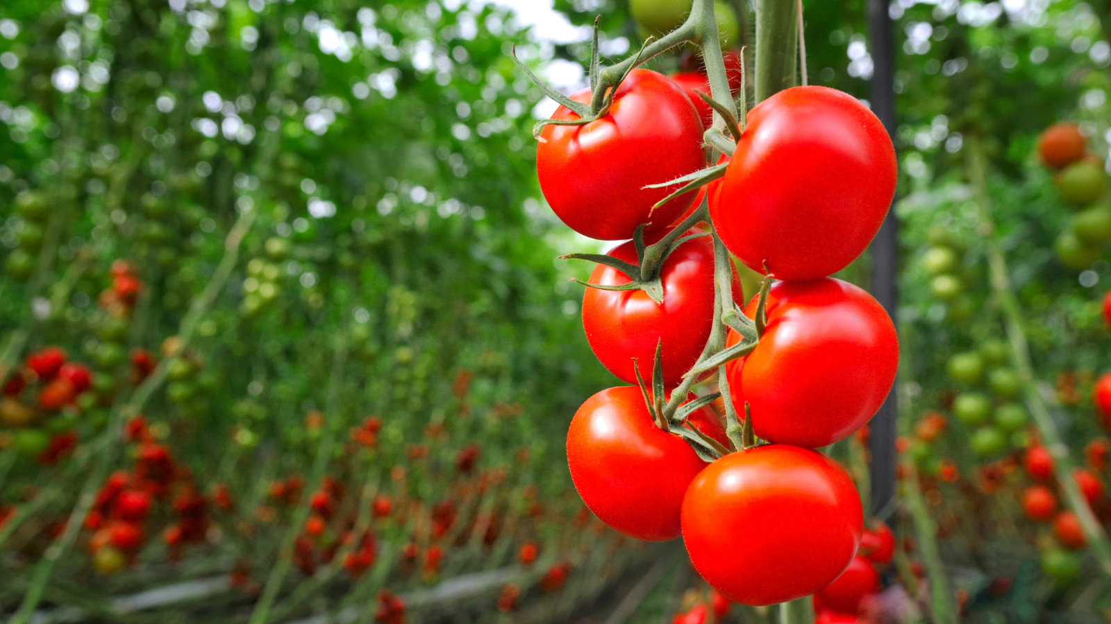 Saviours of tomatoes: micro-ressources (Paris, France)